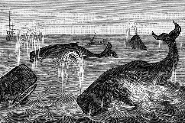 Pod of Sperm Whales (Physeter Macrocephalus) - 19th Century vector art illustration