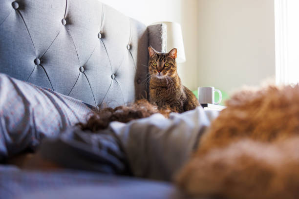 chat tigré regardant la caméra, réveillant la propriétaire dans le lit le matin - illness domestic cat headache animal photos et images de collection