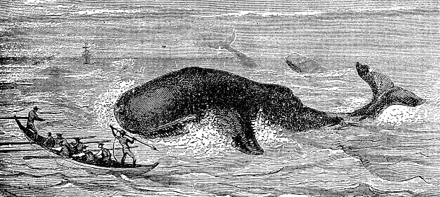 Whalers hunting a Sperm Whale (physeter macrocephalus). Vintage etching circa 19th century.