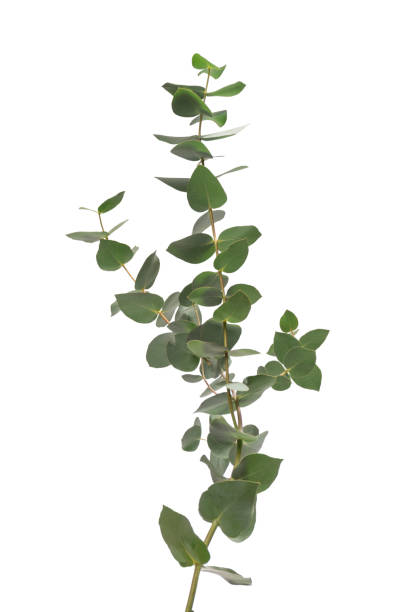 istock Eucalyptus sprig isolated on a white background. 1831055535