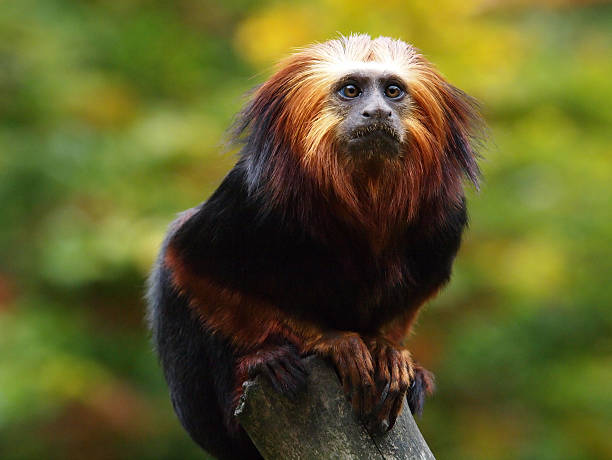 lion tamarin - tamarin neuweltaffen und hundsaffen stock-fotos und bilder