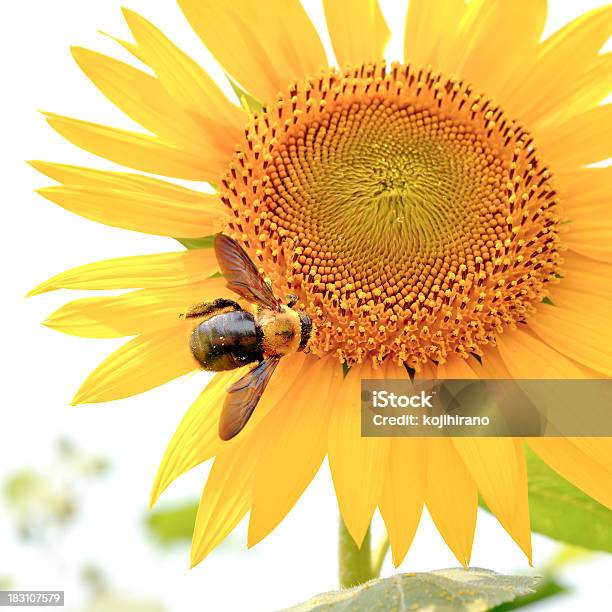 Photo libre de droit de Tournesol Abeille banque d'images et plus d'images libres de droit de Abeille - Abeille, Abeille menuisière, Carré - Composition