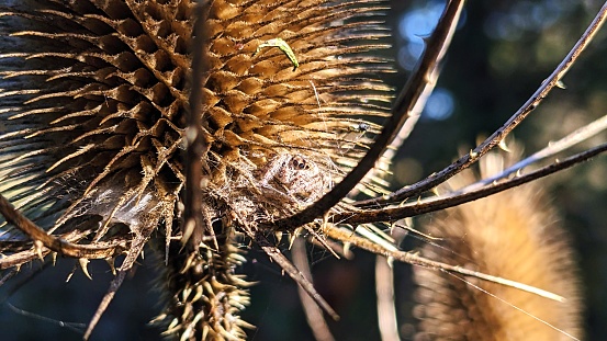 Extreme close up of jumping spider (Subtribe Dendryphantina), perched on a dead flower head. Taken on the Crown-Zellerbach trail, a former railroad track turned hiking trail between Scappoose and Vernonia, OR.