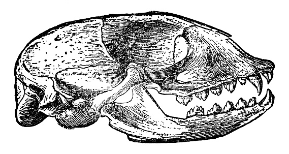 The skull of an earless seal (phocidae). Vintage etching circa 19th century.