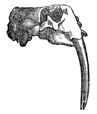 The skull of a walrus (odobenus rosmarus). Vintage etching circa 19th century.