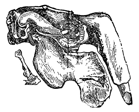 The skull of a Dugong (dugong dugon). Vintage etching circa 19th century.