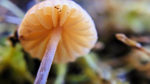 mirando hacia arriba, en las branquias de un pequeño hongo - sphagnum bog galerina fotografías e imágenes de stock