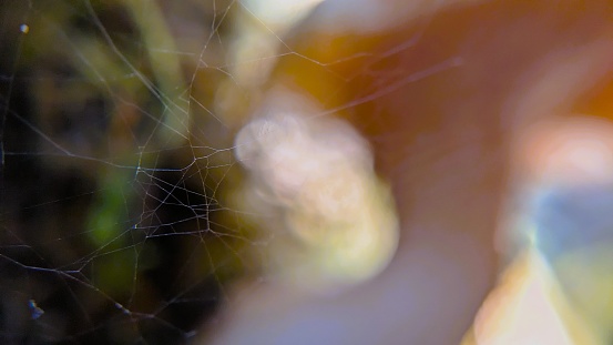 Close up of thin strands of spider silk. Taken on the Crown-Zellerbach trail, a former railroad track turned hiking trail between Scappoose and Vernonia, OR.