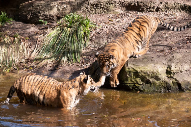 2匹の虎のラフハウジング - cat fight ストックフォトと画像