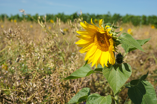 This bright yellow Sunflower blooms admidst an agricultural field with vine plants in the background