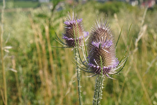 Heads of the wild teasel or card, Dipsacus fullonum, in summer. There is a little Green longhorned beetle (Oedemera nobilis) sitting on one of them.