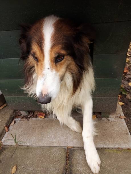istock collie peeps out of his house 1831094829
