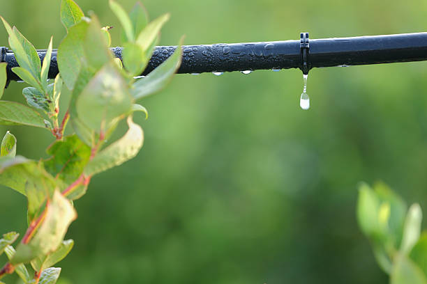 Drip Irrigation System Close Up Water saving drip irrigation system being used in a Blueberry field. irrigation equipment photos stock pictures, royalty-free photos & images