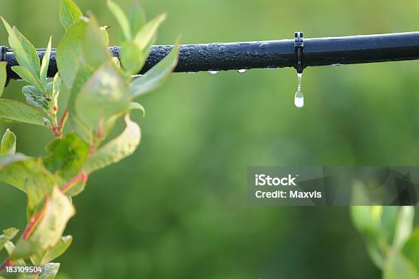 Drip Irrigation System Close Up Stock Photo - Download Image Now - Irrigation Equipment, Drop, Watering
