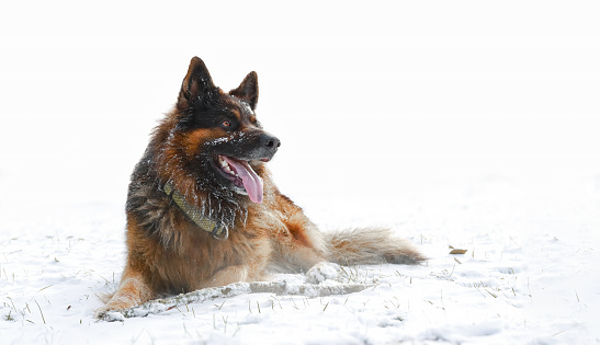 The shepherd lies on the snow with a transition to a white background. Sticking out tongue and opening mouth outdoors