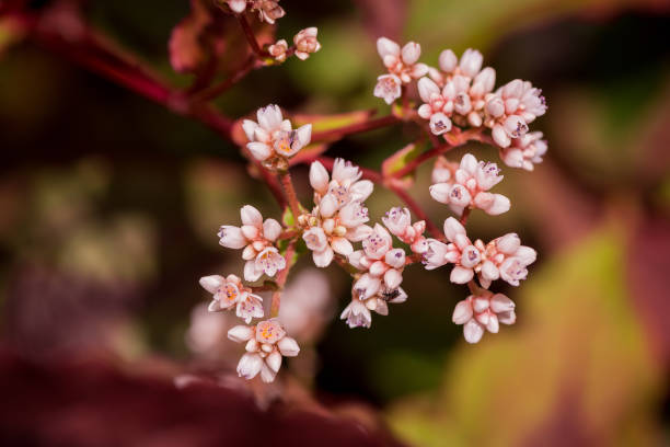 Achillea millefolium flowers on a blurred background