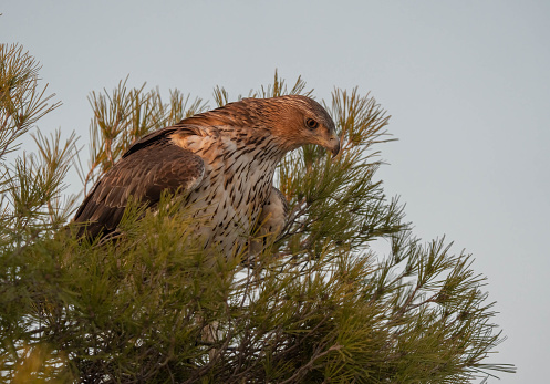 The majestic Bonelli´s eagle on the branch