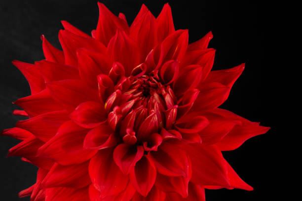 istock beautiful dahlia flowers isolated on a background 1831104405