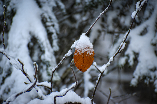 An abstract image or background of a frozen leaf covered in snow