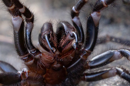 Macro close up of an Australian Tarantula, also known as a Whistling Spider because of the hissing sound they make. They are huge and very hairy.