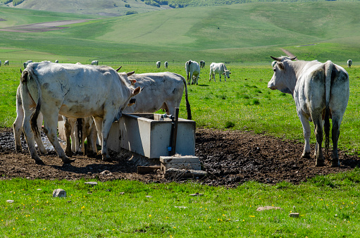 Beef cows standing in the lot