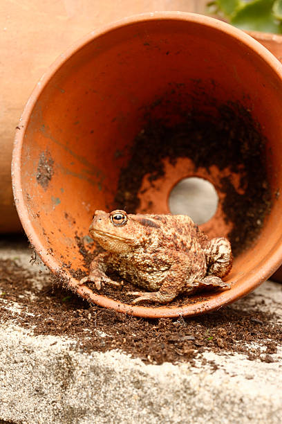 共�通ヒキガエル、bufo buf - cane toad toad wildlife nature ストックフォトと画像