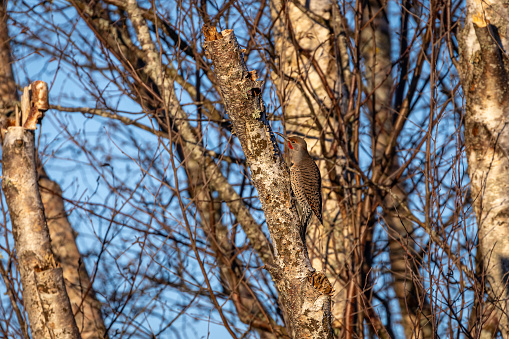 A Woodpecker called Northern Flicker is feeding in a tree, Delta, British Columbia, Canada.