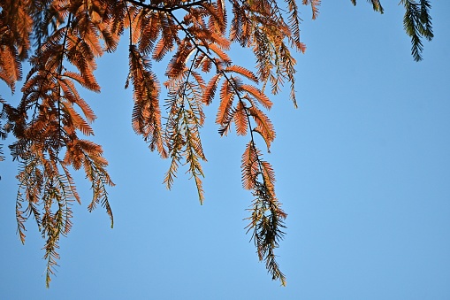 Dawn redwood (Metasequoia glyptostroboides) autumn leaves. Cupressaceae deciduous conifer and is called a 'living fossil' and turns beautiful red in autumn.