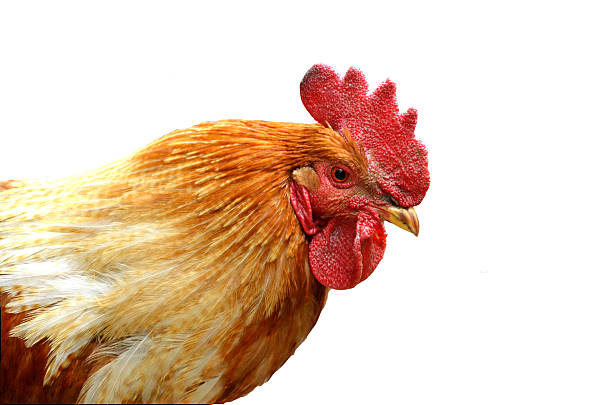 istock Close up head of rooster isolated on white background 183116638