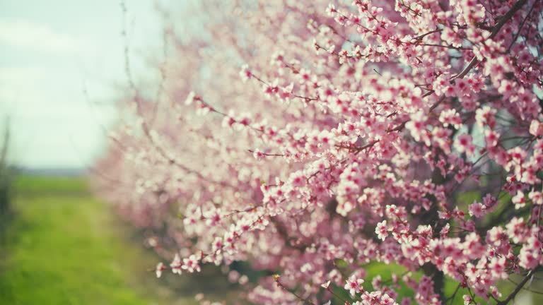 SLO MO Pink cherry blossoms swaying on branches in breeze