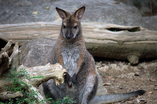 Portrait of Red-necked wallaby on meadow. In the background is another one who is just eating.
