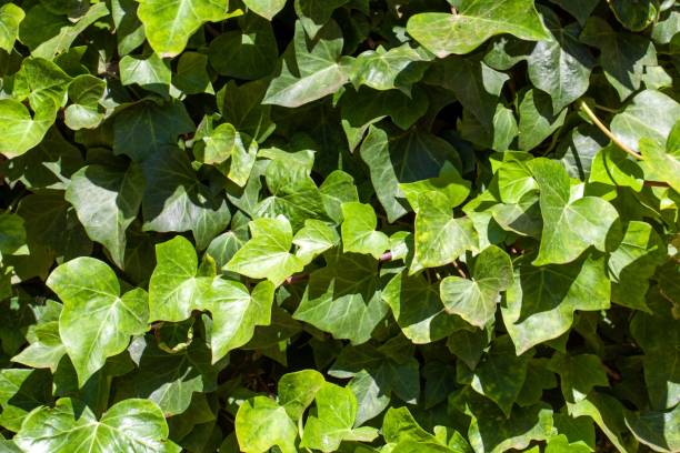 istock Canary Island ivy, Hedera canariensis 1831170856