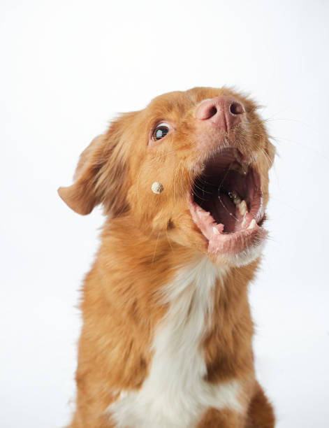 istock Vocal Nova Scotia Duck Tolling Retriever, pure joy 1831175170