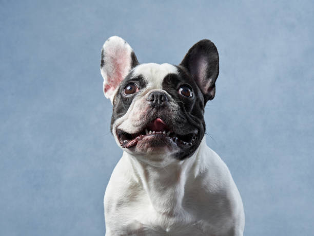 istock French Bulldog tilts head in studio, curiosity captured in one adorable glance 1831175526