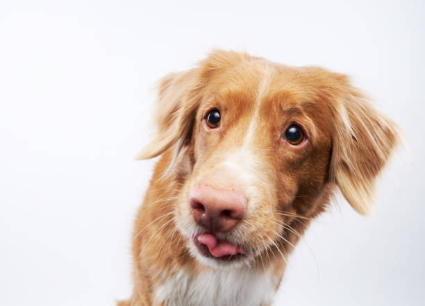 istock Curious Nova Scotia Duck Tolling Retriever, white backdrop. 1831175535