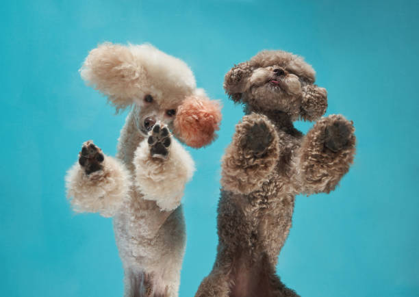istock Two Poodles on blue, paws up in a playful studio pose. 1831175541