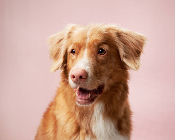 istock Gentle dog, serene pastel pink backdrop. 1831175550