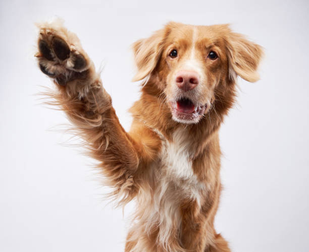 Nova Scotia Duck Tolling Retriever offers a paw, studio white background