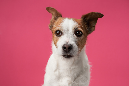Inquisitive dog, pink studio charm. A Jack Russell Terrier with a perceptive stare poses against a vibrant pink background