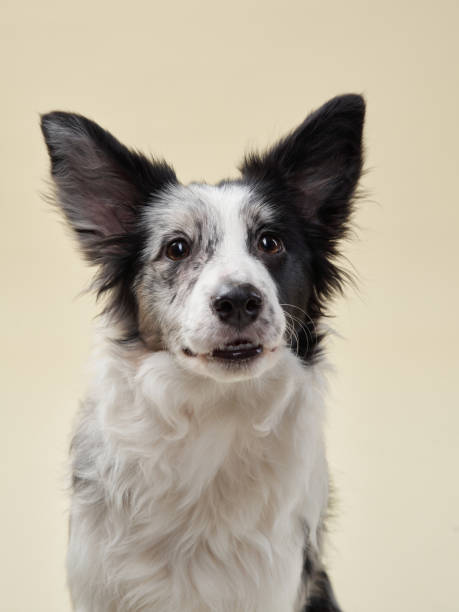 istock Border Collie dog on a bright background. Happy pet in the studio 1831175571