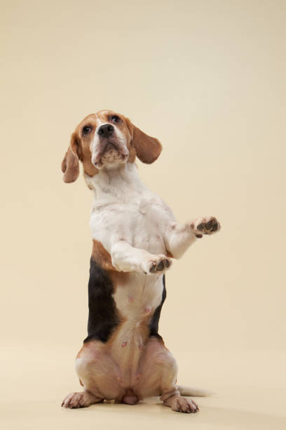 istock beagle dog on a bright background. Happy pet in the studio 1831175581