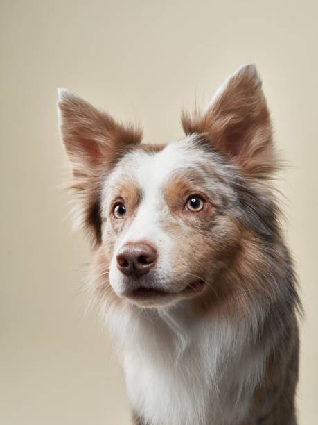 istock Border Collie dog on a bright background. Happy pet in the studio 1831175582