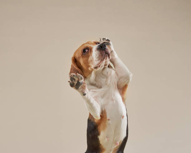 istock beagle dog on a bright background. Happy pet in the studio 1831175583