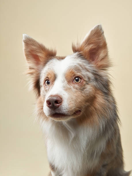 istock Border Collie dog on a bright background. Happy pet in the studio 1831175706
