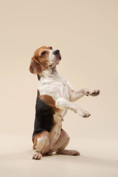 istock beagle dog on a bright background. Happy pet in the studio 1831175788