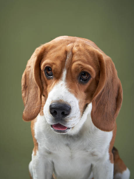 istock portrait on a green background. Funny Beagle 1831176103