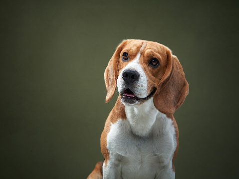 dog portrait on a green background. Funny Beagle in studio