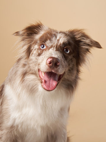 Happy dog with open mouth. expressive marble Border Collie. funny pet in studio