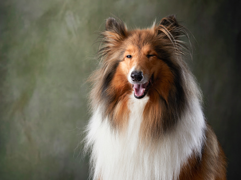Sheltie puppy isolated on a white background