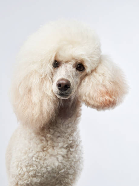 istock Small white poodle on a white. Portrait of a pet in the studio 1831176652